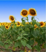 girasoli